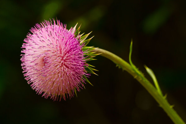 Pink Spiky Flower