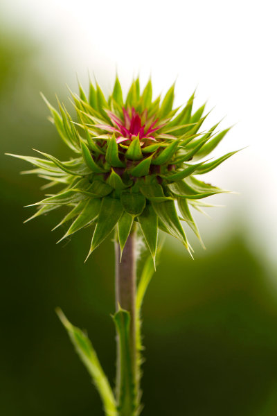 Spikes in Bloom