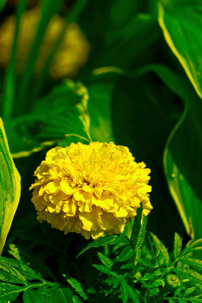 Yellow Dahlia