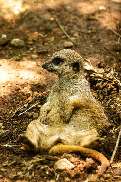 Meerkat