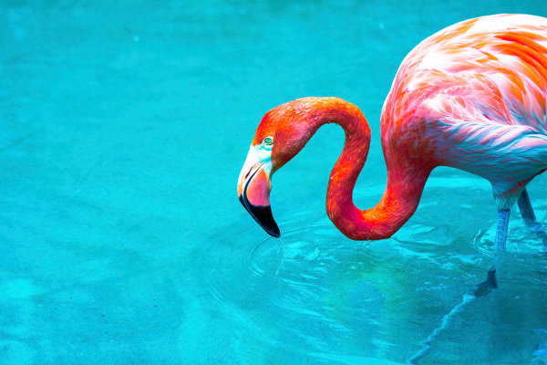 Flamingo in Water