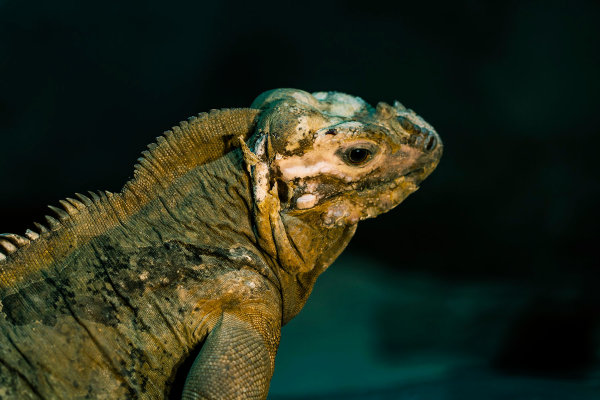 Iguana Head