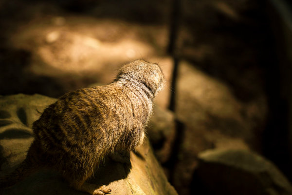 Meerkat Stalking