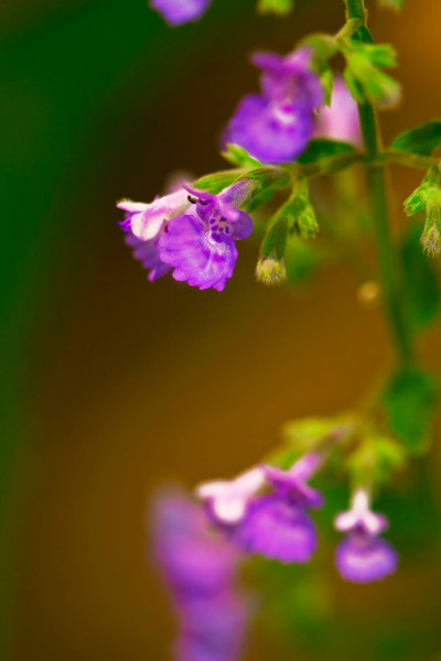 Catmint