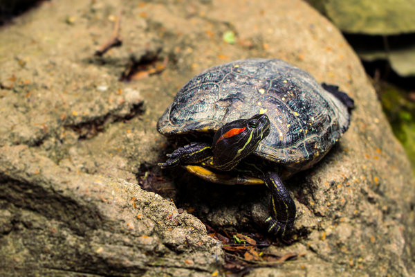 Turtle on Rock