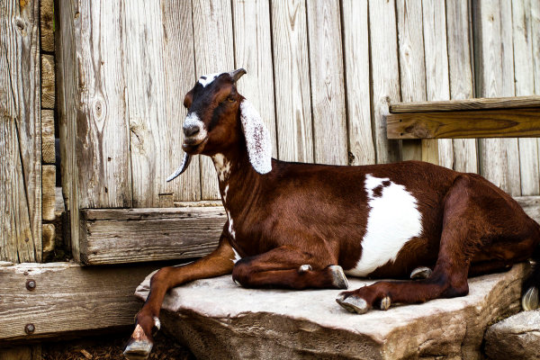 Goat Barn