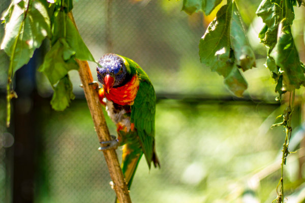 Lorikeet